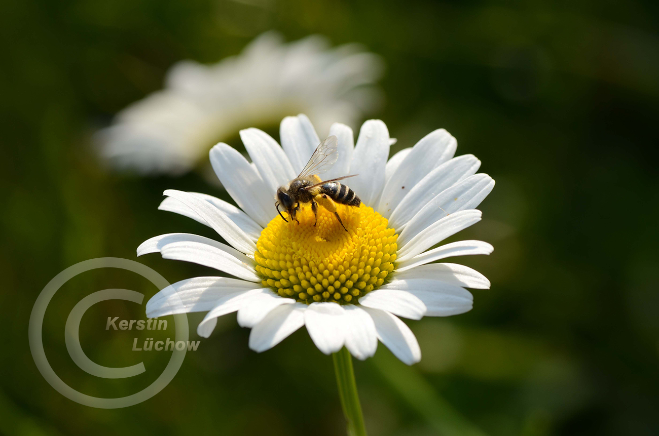 Frischwiese, Fettwiese - Wildblumen-Saatgut, Vortrge, Naturgartenberatung,  Fotos