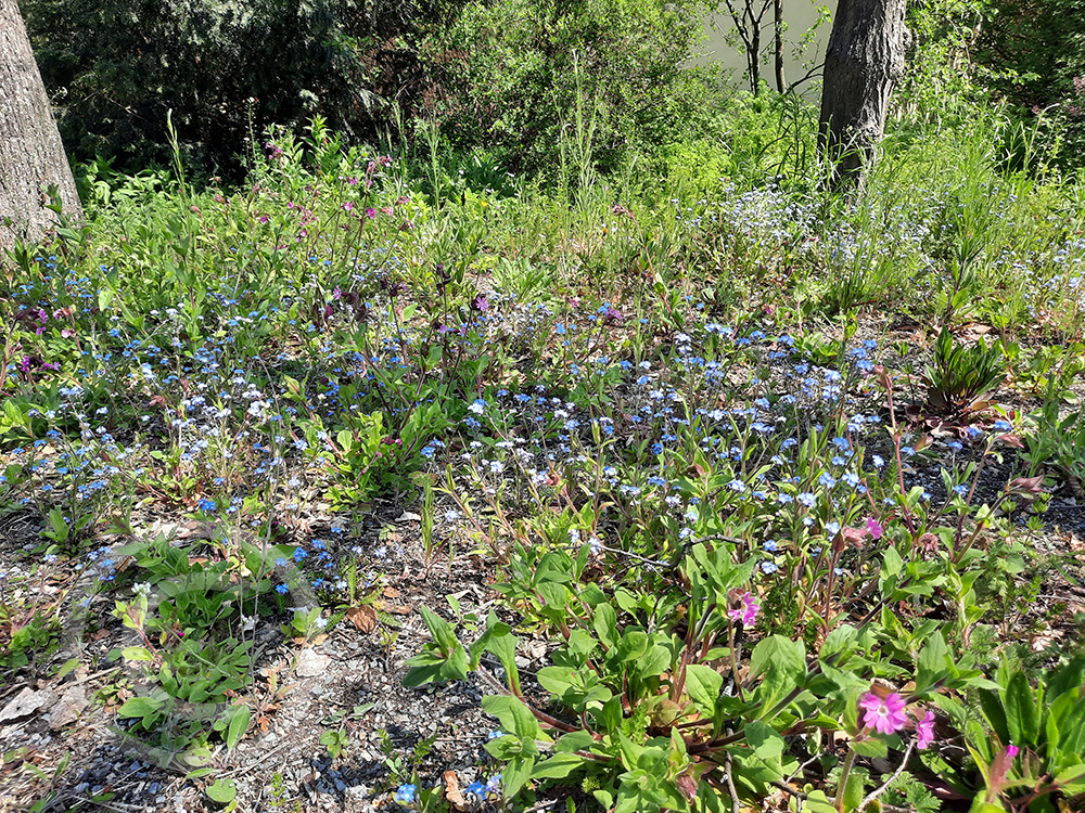 Schattsaum 100% Wildblumen im ersten Jahr, angesät unter drei alten Bäumen im öffentlichen Park der Regierung Unterfranken, Würzburg (© Foto: Klaus Scheder)