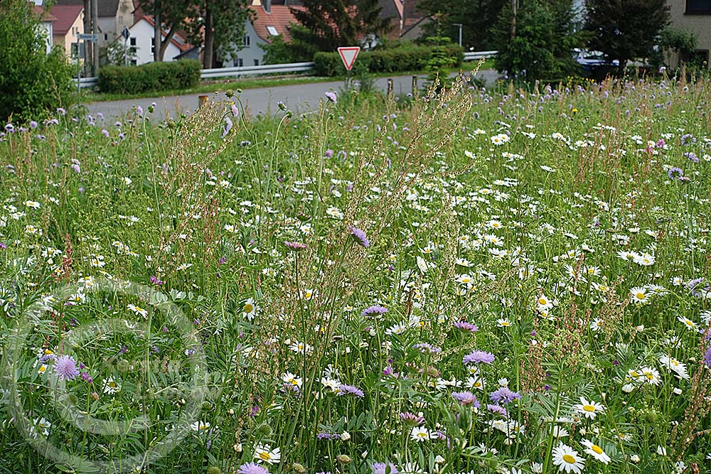 Blumenwiese Külsheim 2024