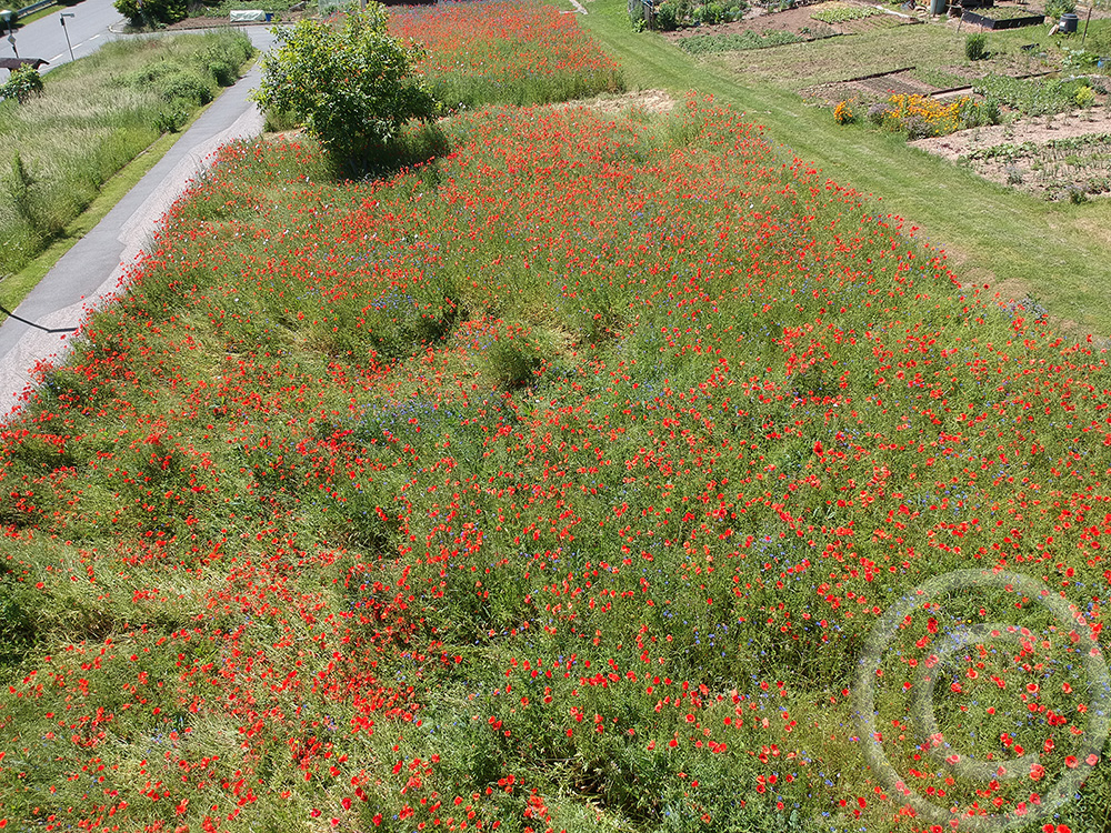 Klatschmohn, so weit das Auge reicht. Zusammen mit der Kornblume ist er eine einjährige Akzeptanzart, die schon im ersten Jahr blüht  (13.06.2021)