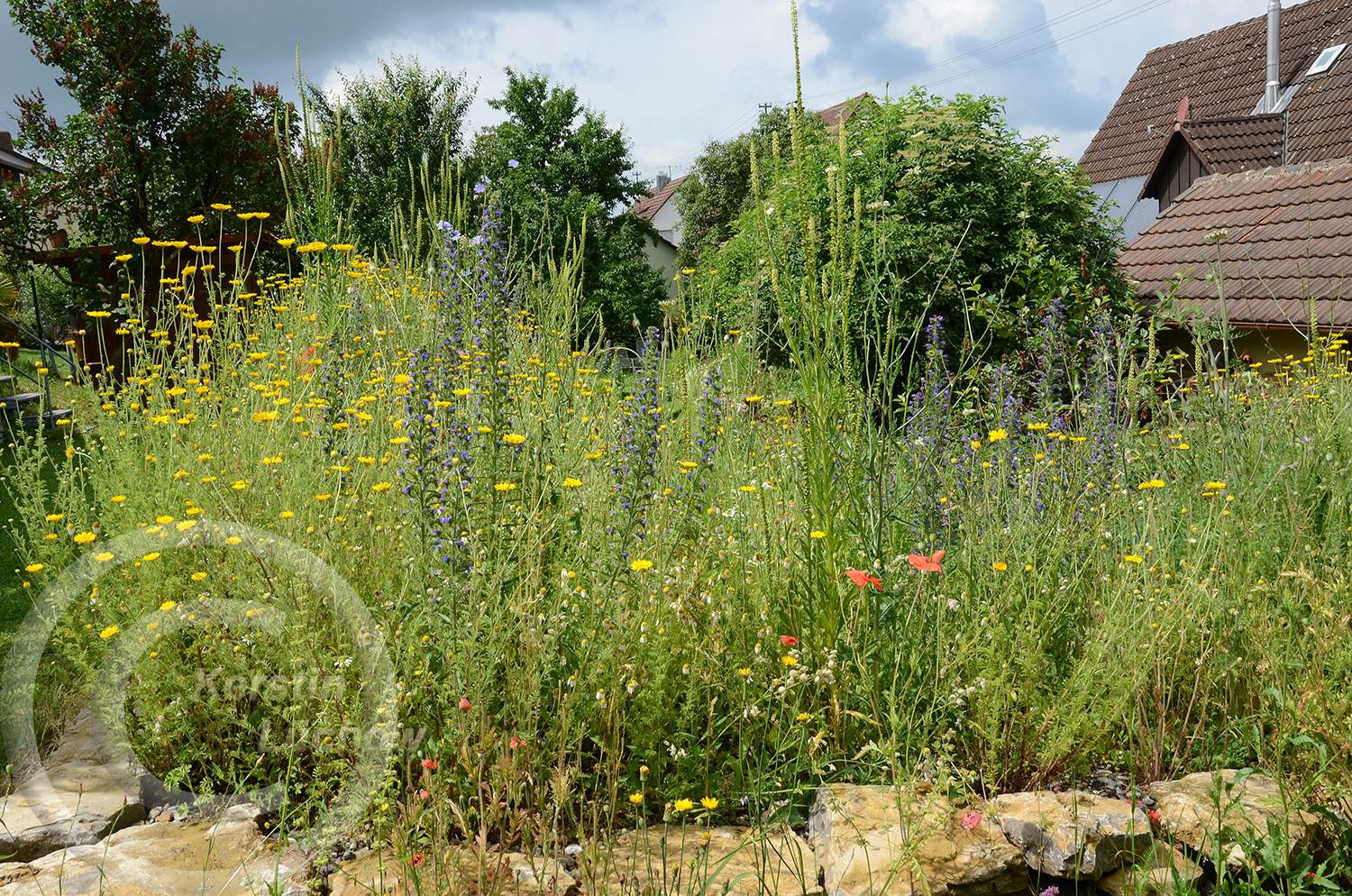 Mitte Juli haben Färberkamille (Anthemis tinctoria) und Natternkopf (Echium vulgare) ihren großen Auftritt. Auch die Resede (Reseda lutea) streckt sich Richtung Himmel.
