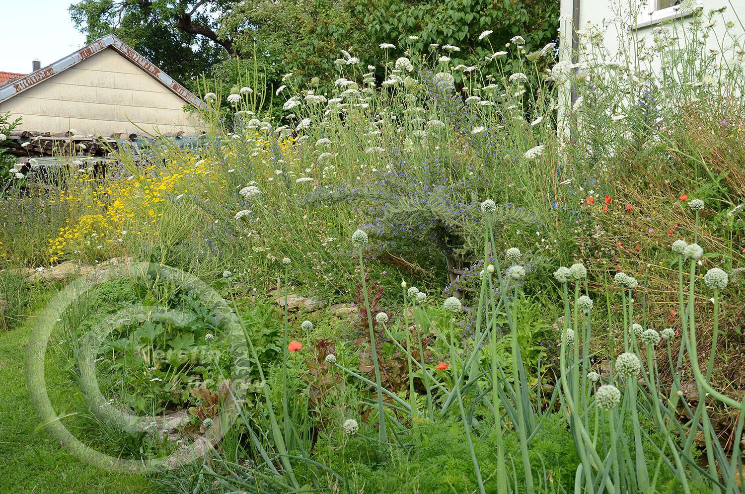 Wildblumenmeer Mitte Juli, im Vordergrund blühende Gemüsezwiebeln. 
