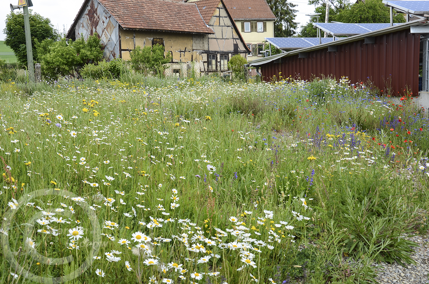 Frühling 2020: Das Frühjahr ist extrem trocken, bewässert wird nicht. Trotzdem wachsen die Wildpflanzen (26. Mai 2020)