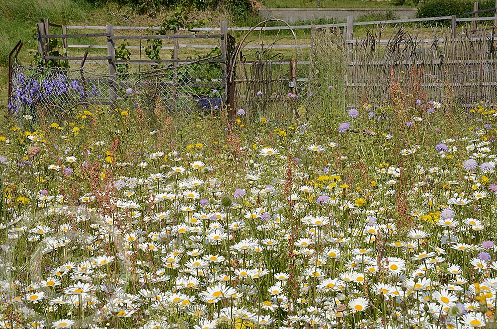 Blumenwiese Külsheim 2023
