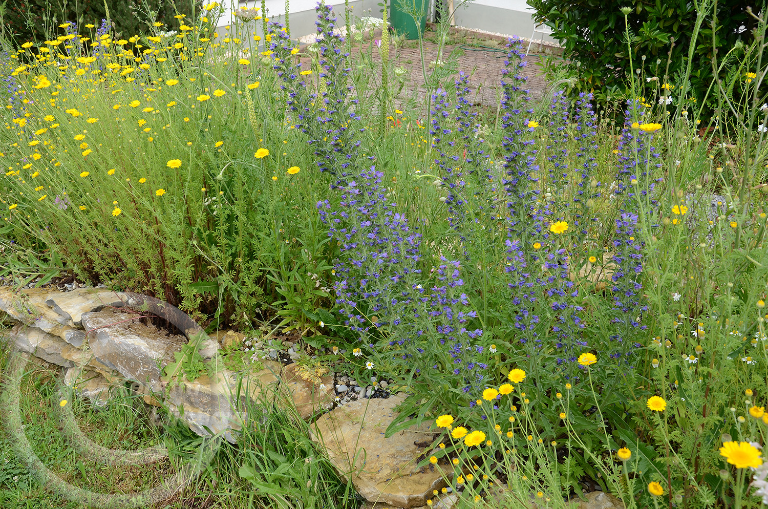 Jetzt wird es richtig bunt. Ein Jahr hat es gedauert, bis sich die Wildblumen in ihrer ganzen Pracht zeigen. 