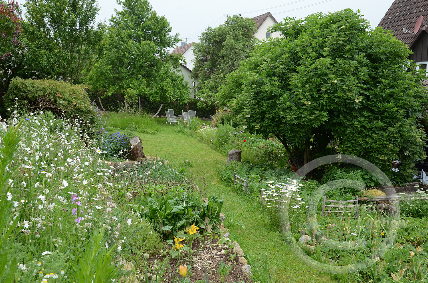 Im Naturgarten dürfen Wildblumen und Bio-Gemüsepflanzen nebeneinander wachsen. 