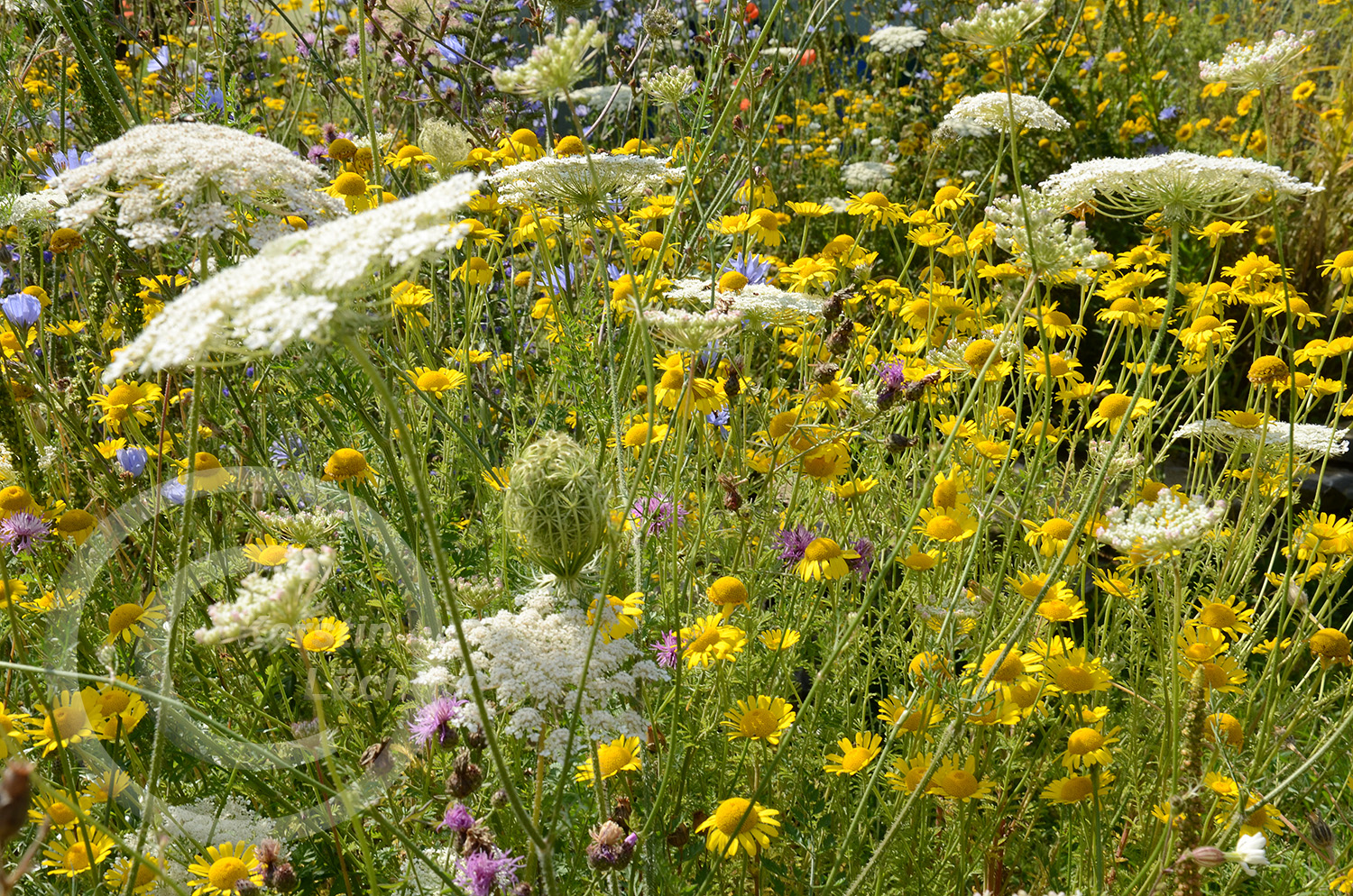 Wildblumenträume