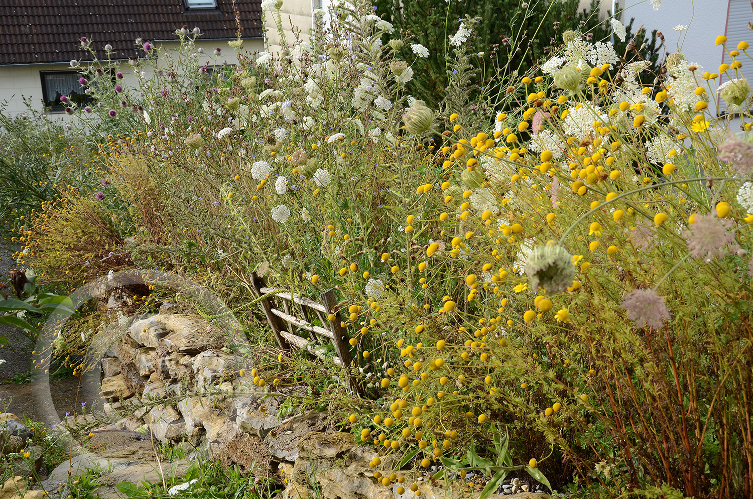 Die Hauptblüte neigt sich dem Ende zu, es ist Anfang August. Wildpflanzen haben jeweils artspezifische Blütezeiten, die sich nur wenig durch das Wetter verschieben. Von Mai-Juli blühen die meisten Arten und passen damit zu den Flugzeiten der Insekten.