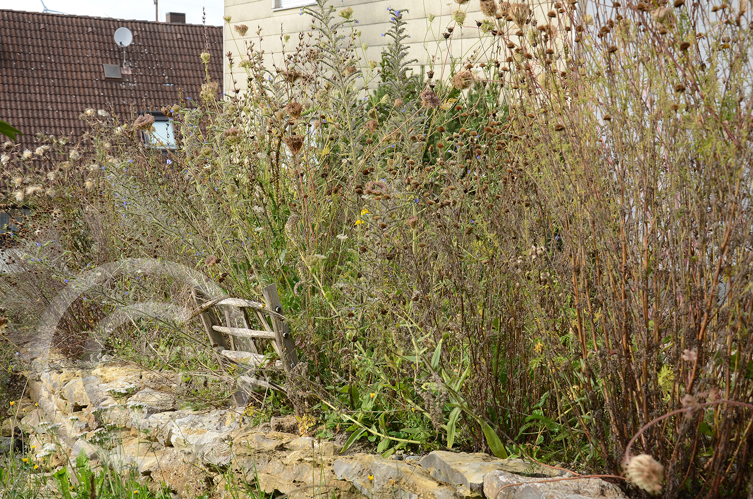 Keimen, wachsen, blühen, reifen und vergehen - das ist der natürliche Lebesnzyklus der Wildblumen. Ende August reifen Samen als Vogel-Witterfutter. Braune Blätter und Stängel dienen Insekten als Überwinterungsort. Der Saum bleibt bis zum Frühling stehen.