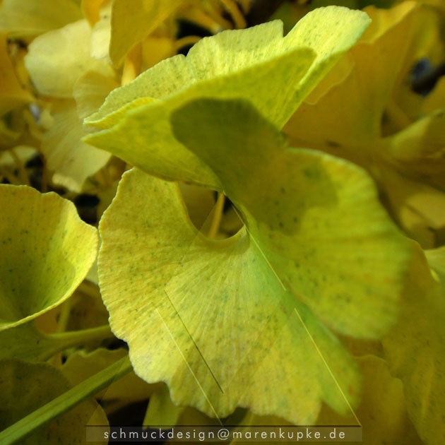 strahlend gelbe Herbstblätter vom Ginkgobaum