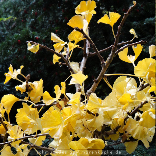 all my ginkgoleafs now are leaving my ginkgotree ...