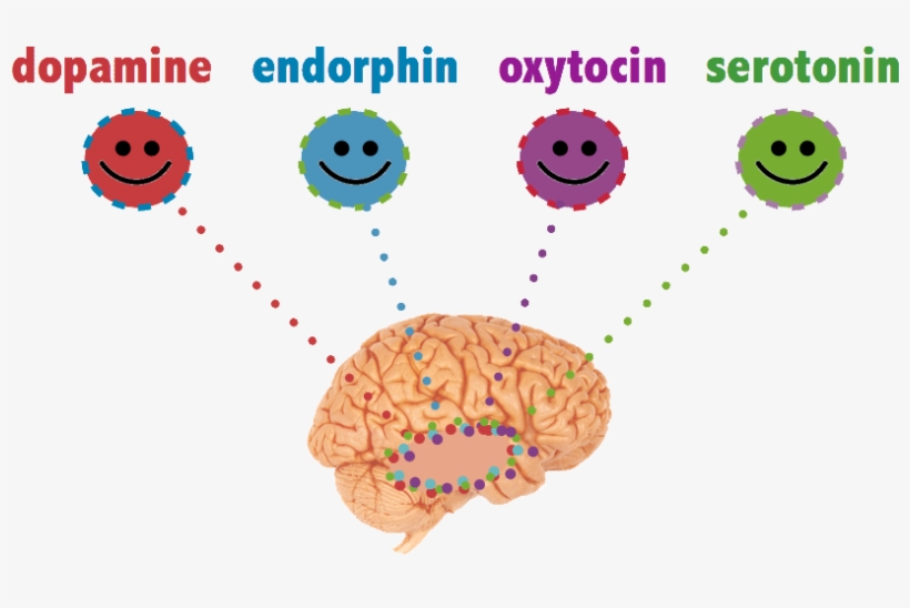 Happy brain chemicals