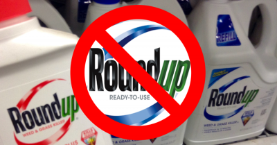 Allegedly Monsanto has known for decades that glyphosate and specifically Roundup could cause cancer