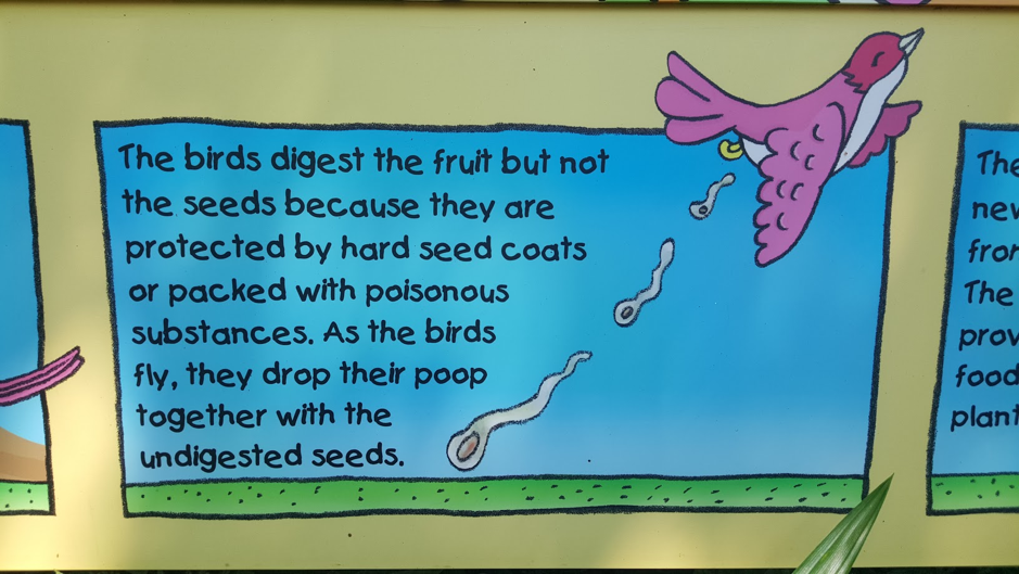 A picture illustrating that seeds from fruit and grasses are considered as poisonous by birds