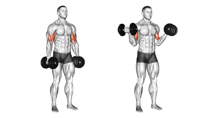 Your bicep muscles are about 2% of your total muscle mass