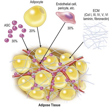 The extracellular matrix gets bent out of shape when fat cells shrink - your body considers that an injury