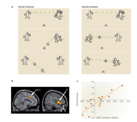 Activity in the anterior cingulate cortex was more rampant when people were excluded versus when they were included in a game of Cyberball game (Eisenberger, 2012)