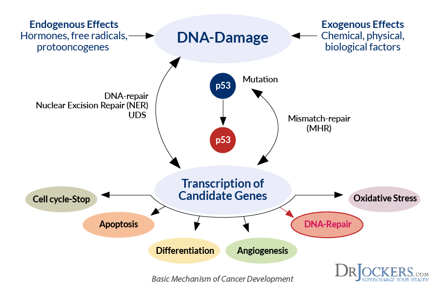 toxicity -> dna damage -> mutations -> cancer