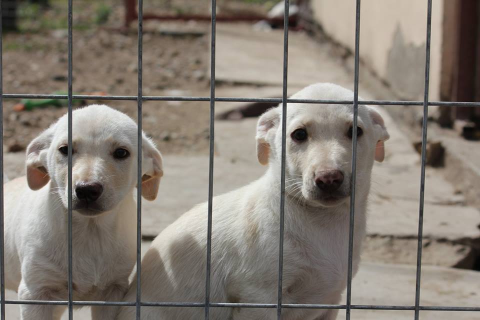 Magic Land, Rumänien Hope for Animals Gherla