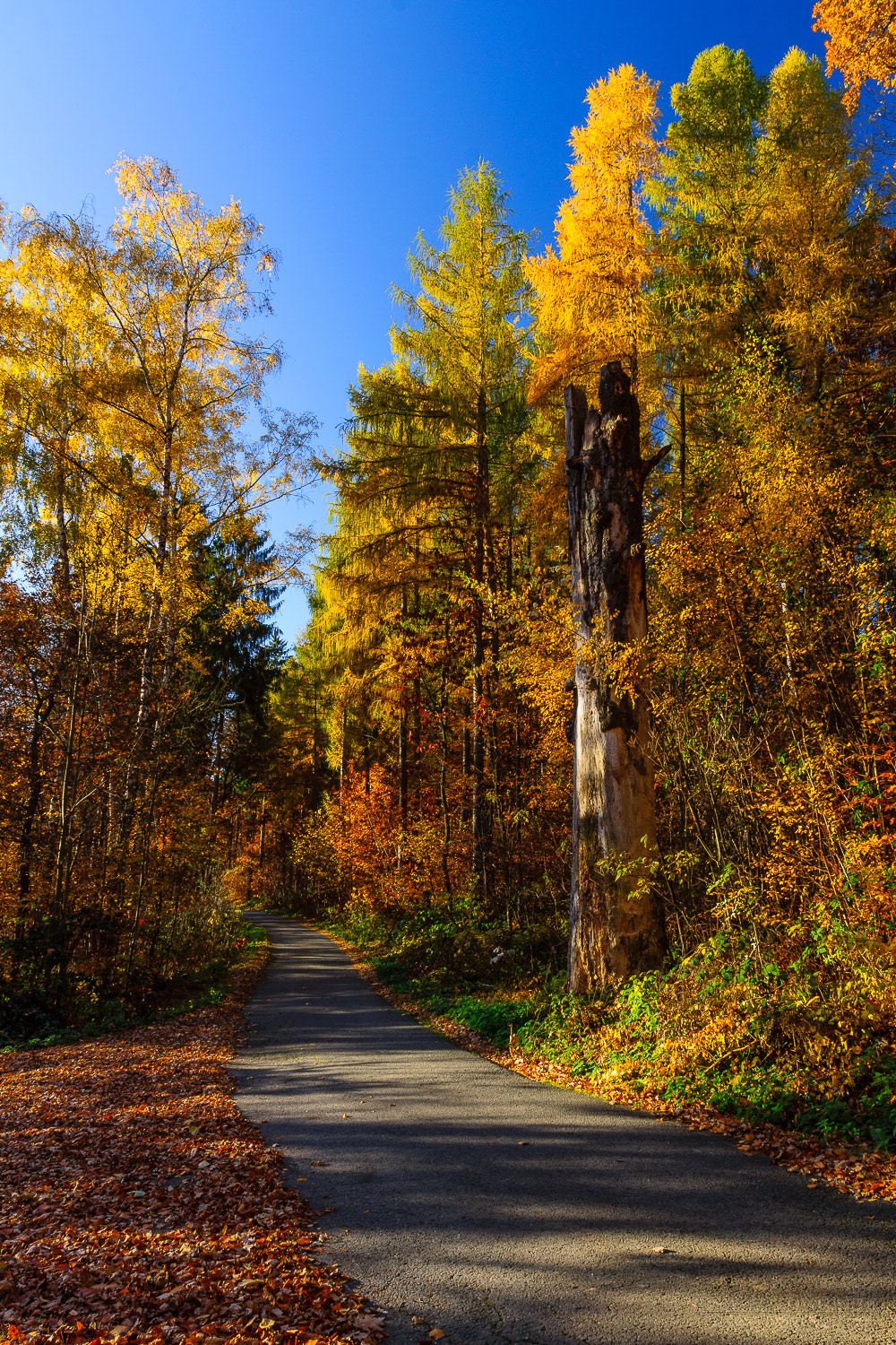 Herbstlicher Weg Richtung Talsperre Stollberg