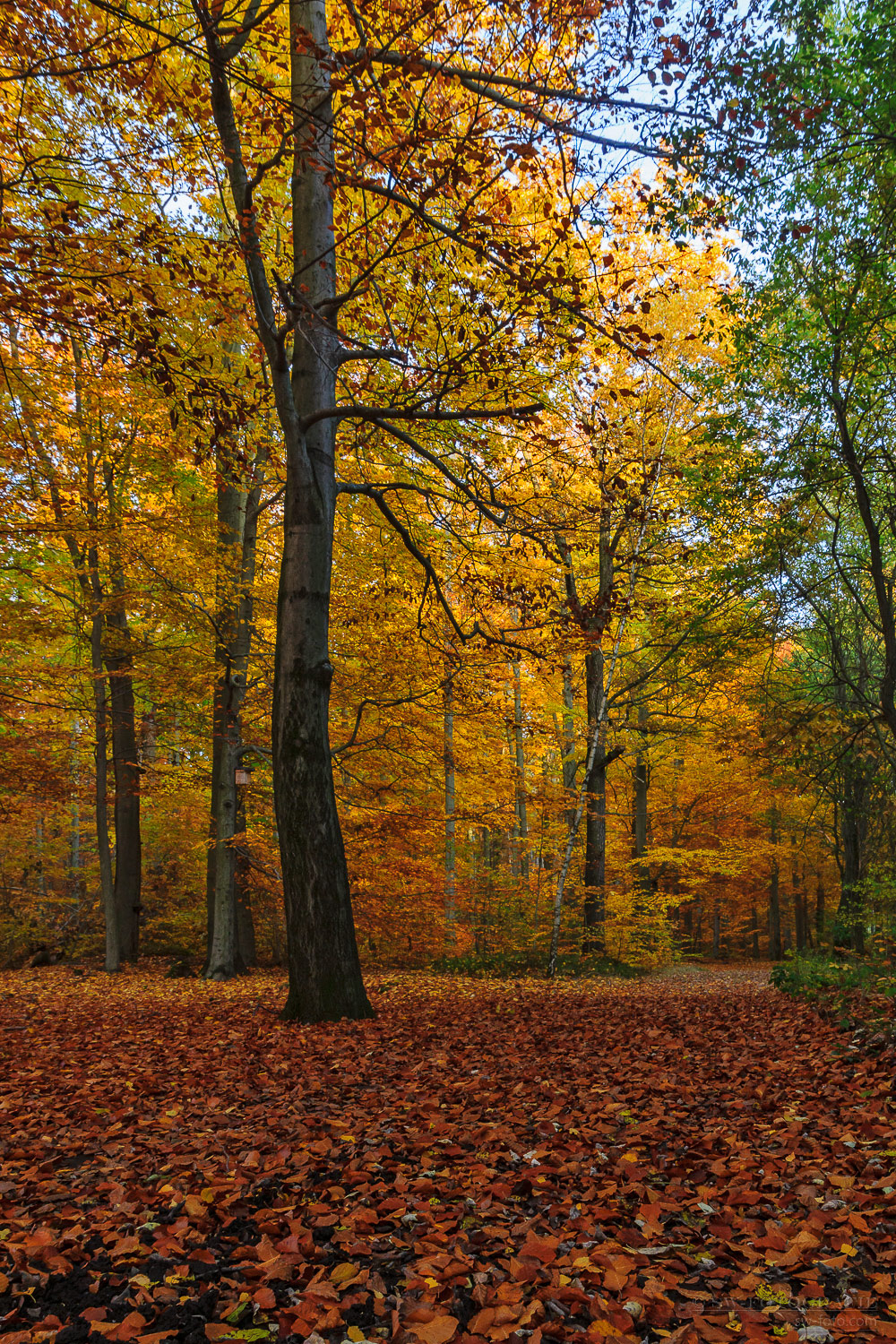 Herbstlicher Zeisigwald Chemnitz