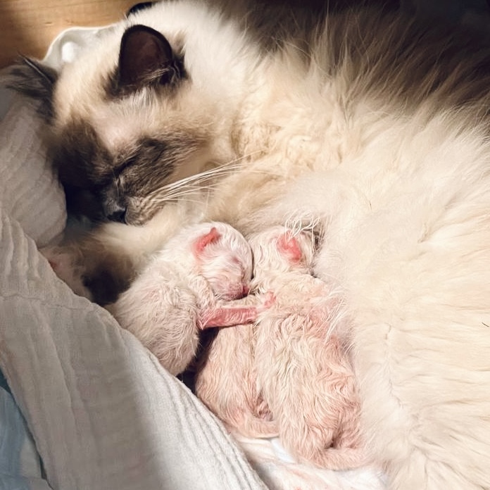 Die Entwicklung eines Birma-Kittens - Bildstrecke