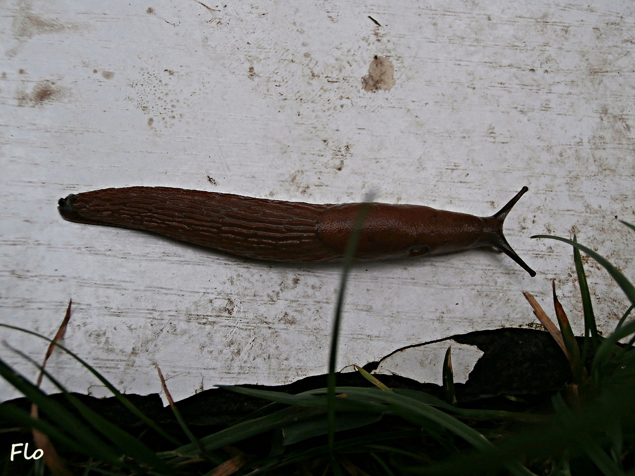 Spanische Wegschnecke / Arion vulgaris flosschneckenimperiums Webseite!