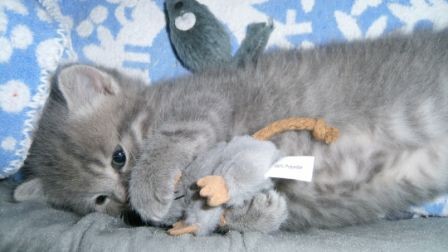 BKH, blue-tabby, Kitten