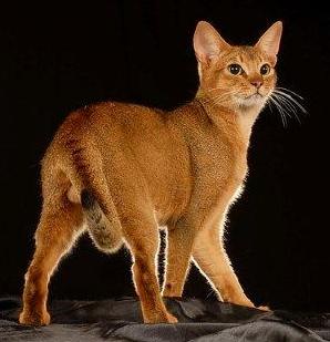 Abessinier, ticked tabby, Halter? - bitte melden.