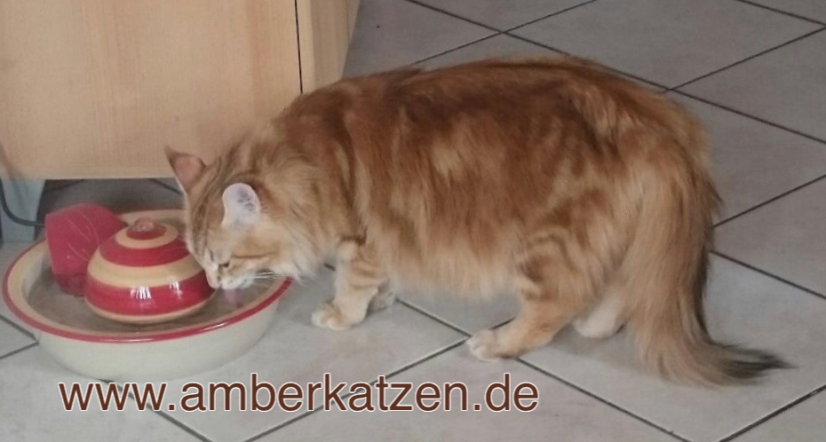Golden tabby Katze - ohne Weiß-Scheckung, Nasenumrandung rosa, Foto: murmurs sibirian cat