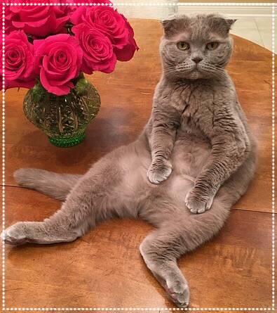 Scottish Fold, Faltohrkatze, typische Sitzposition einer Katze mit Faltohr-Gendefekt, Foto: Pixabay