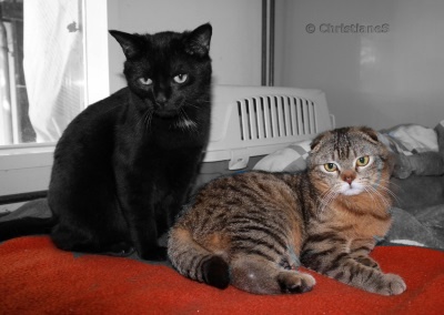Bild: (c) www.rassekatzen-im-tierheim.de, Bild (c) Christiane Sandner, Tierschutzverein Darmstadt