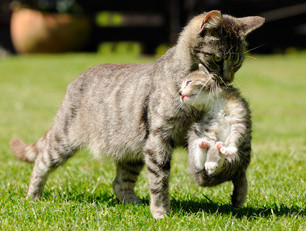 Zähne, Katzen, Katze mit Jungem, Bildquelle: © Carola Schubbel - Fotolia.com