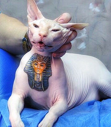 Nacktkatze, tätowiert, Bildquelle: balkanpix.com, mirror.co.uk, http://www.mirror.co.uk/news/uk-news/scandal-of-tattoos-on-cats-380011