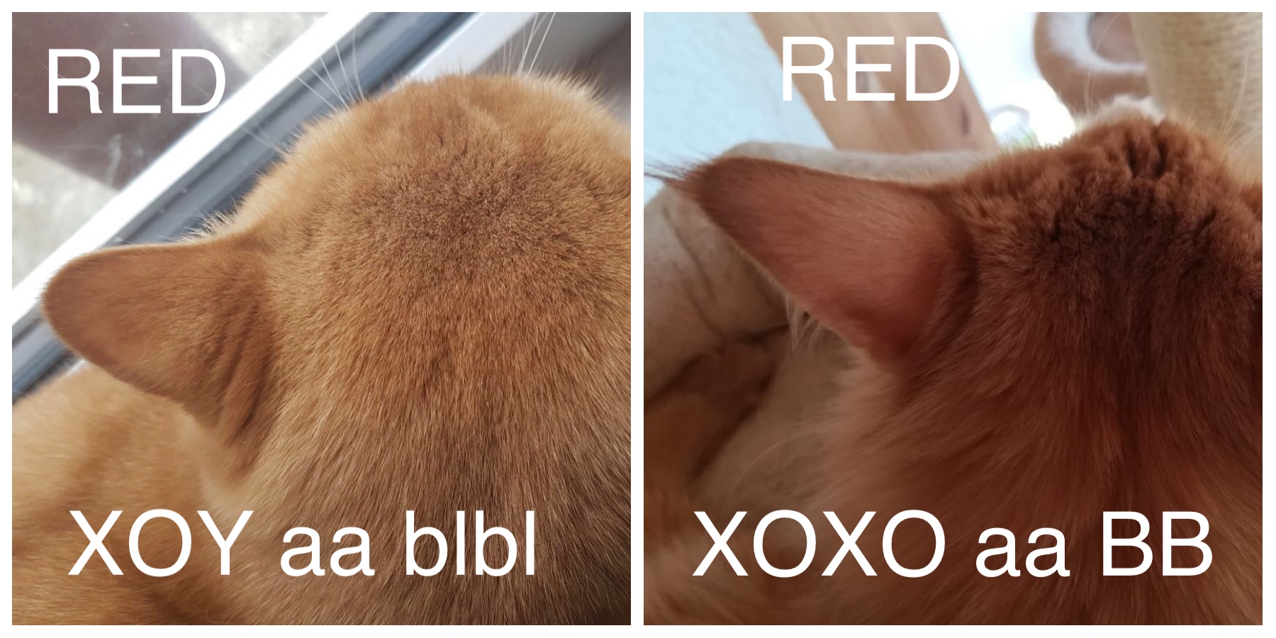 Rot Schwarz Vererbung Katzengenetik Vererbung Der