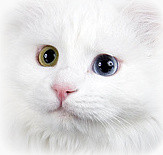 Weiße Katze, odded eyed, (c) Uwe Grötzner, fotolia.com