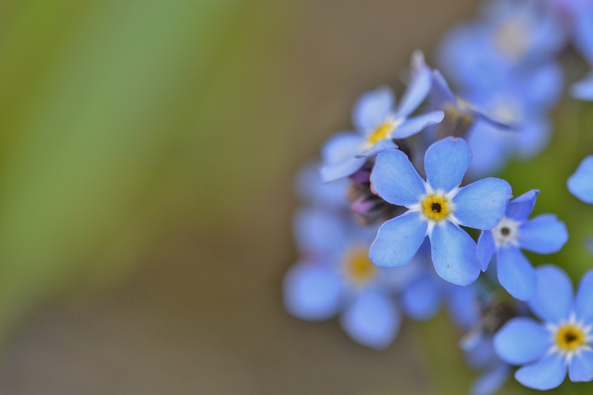 Photographiedelasouris