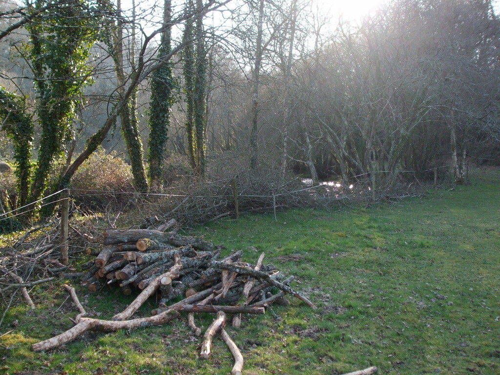 Mise à disposition des branchages et du bois de chauffe au propriétaire des lieux