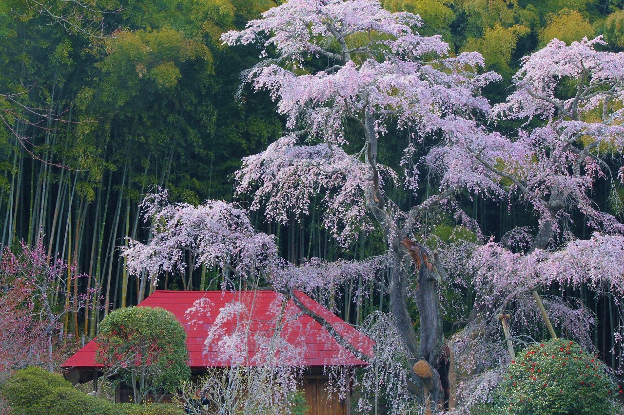 雪村桜（大田地区）