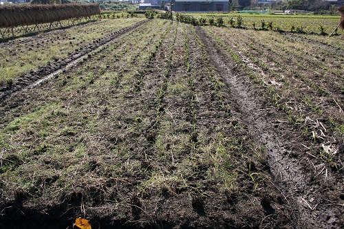 裸麦、小麦の定植後の様子（photo by 自然農・いのちのことわり）