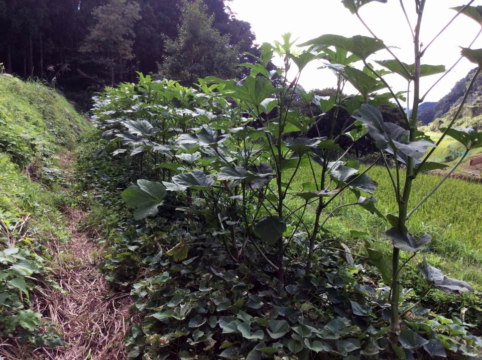 サツマイモが上手く育たない 自然農 いのちのことわり 田畑における具体的問題と解決