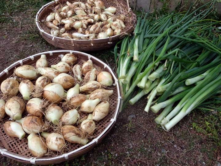 玉ねぎが十全な大きさに育たない 自然農 いのちのことわり 田畑における具体的問題と解決