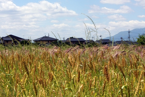 小麦(手前)、裸麦(奥)の様子(photo by 自然農・いのちのことわり)