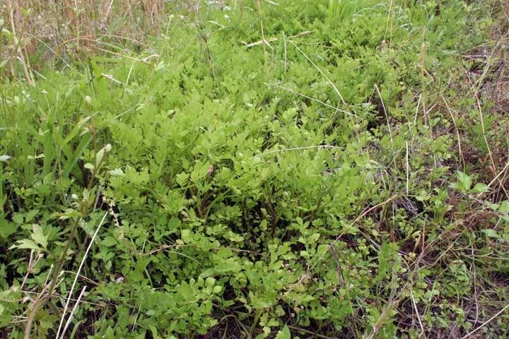 田んぼに夏草が繁茂する 自然農 いのちのことわり 田畑における具体的問題と解決
