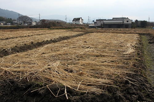 一回目の草刈り後、藁ふりをした様子(photo by 自然農・いのちのことわり)