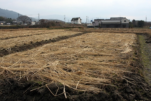 一回目の草刈り後、藁ふりをした様子（photo by 自然農・いのちのことわり）