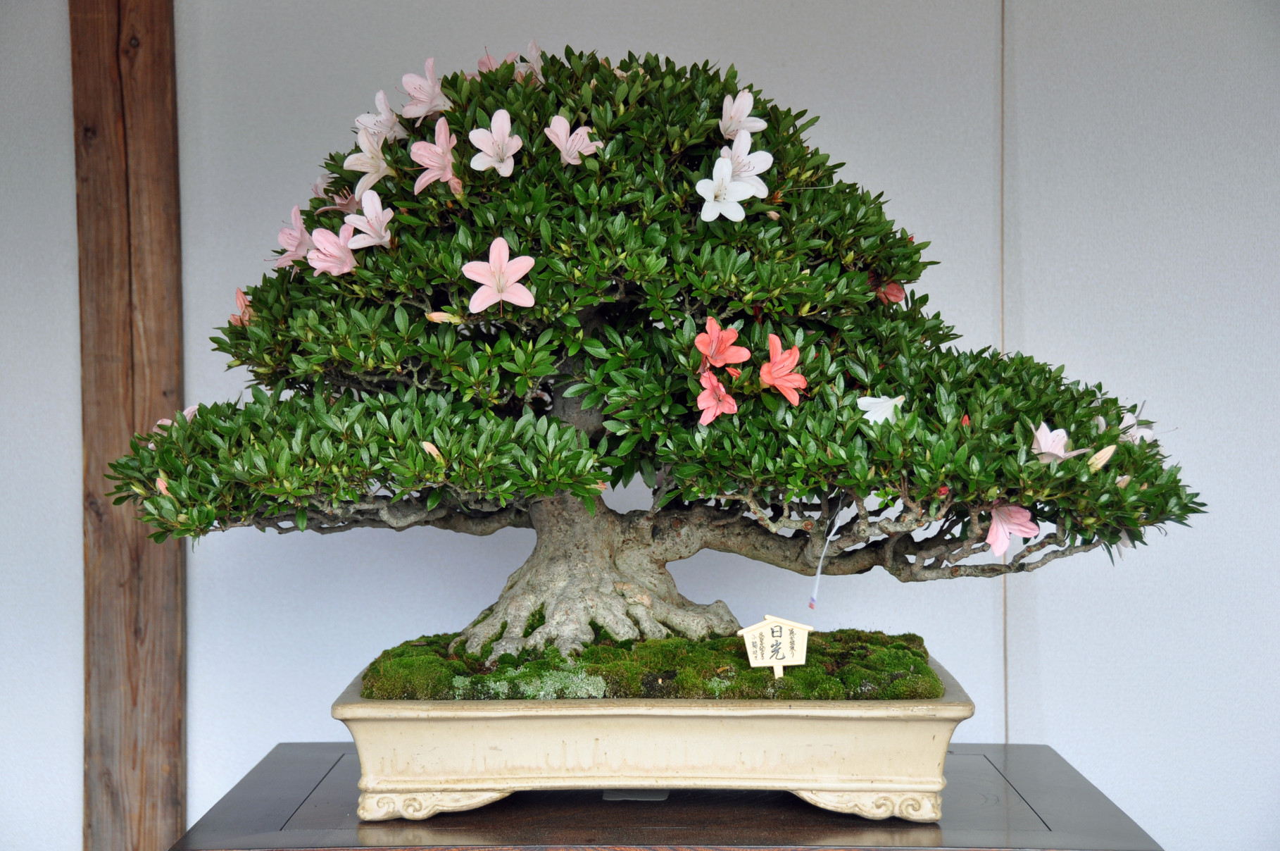 Kanuma Mayor Award, Cultivar Nikko