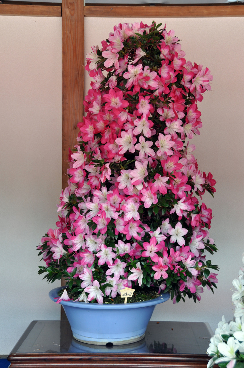 Vice-Minister of Agriculture, Forestry and Fisheries Award, Cultivar Asuka-no-Homare