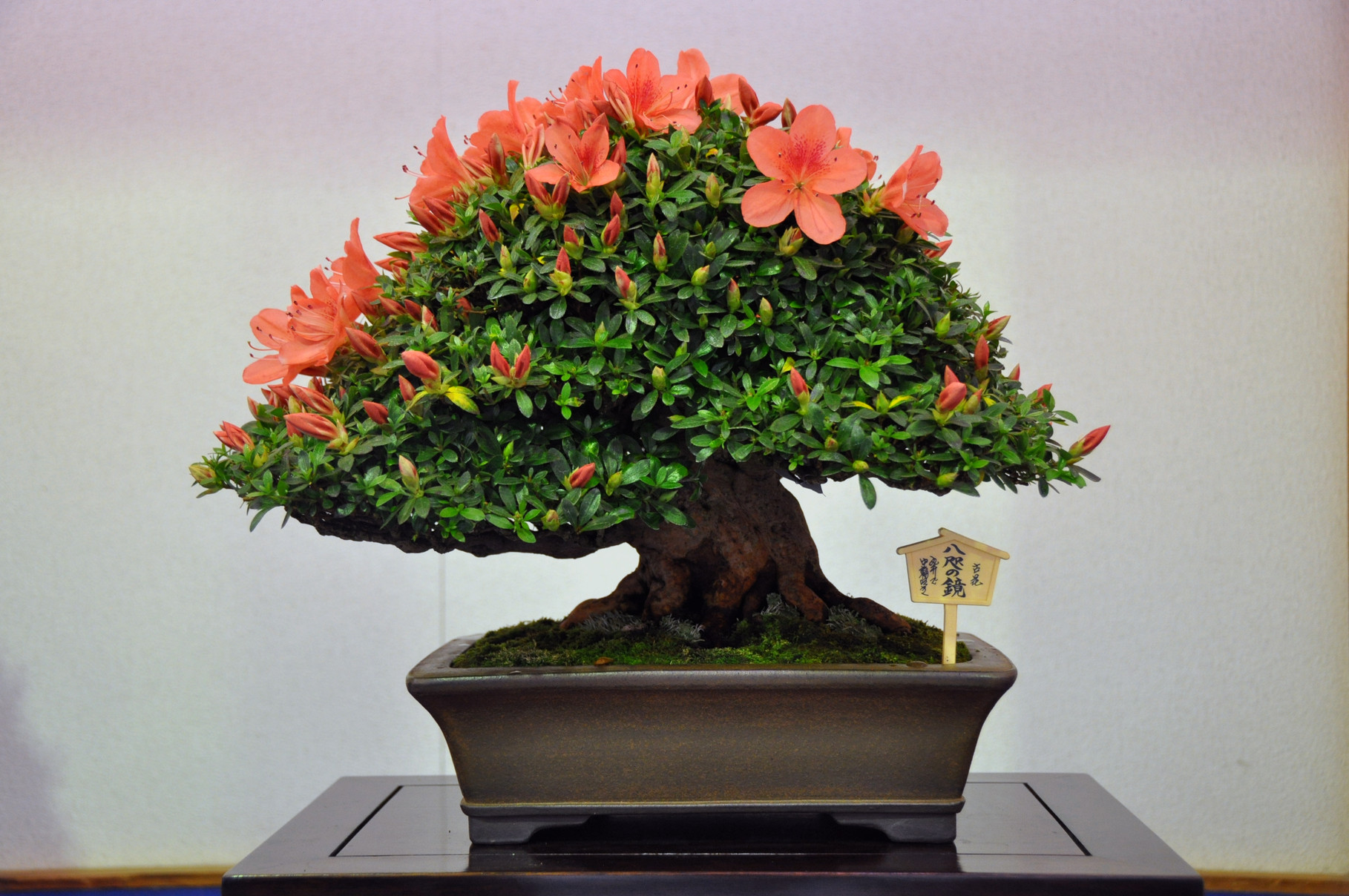 Prime Minister Award, Cultivars Osakazuki