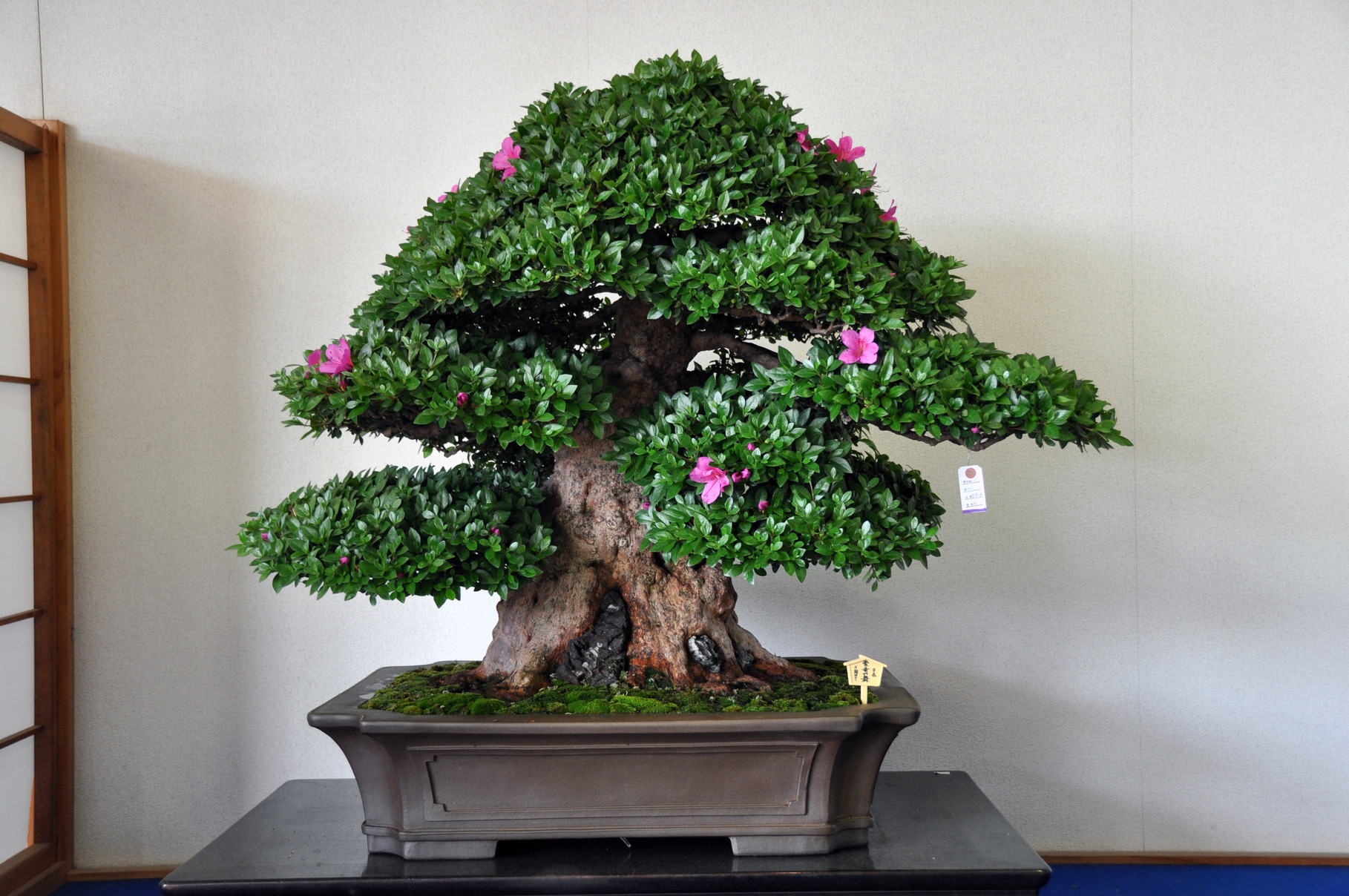 President of the House of Councilors Award, Cultivar Shinsei